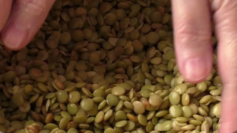Closeup of soaked soft lentil with selective focus Stock Footage 73295804