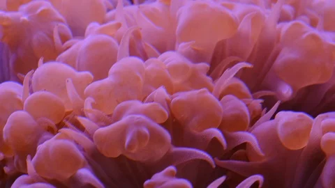 Closeup of soft corals polyps Macro 1:1, Underwater shot Stock Footage 114510346