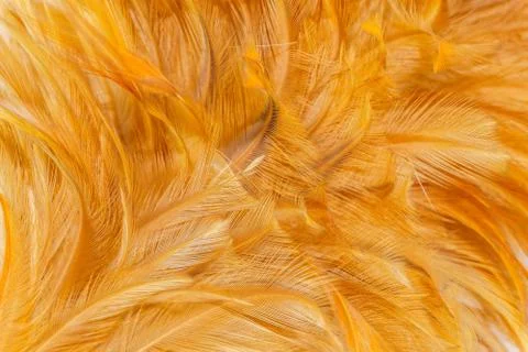 Closeup soft feather Stock Photos