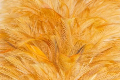 Closeup soft feather Stock Photos