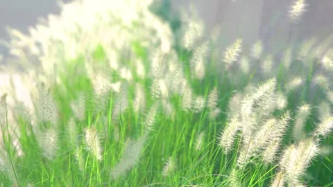 Closeup of soft, feathery ornamental grass plumes glowing in bright sunlight Stock Footage 341924989