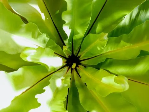 Closeup Soft green leaf is fully blooming in garden for background Stock Photos
