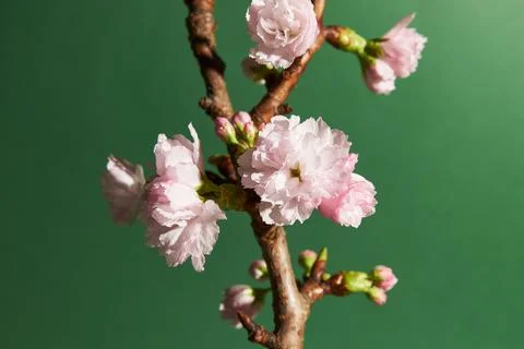 Closeup of soft pink flower buds on a cherry tree on green background Stock Photos