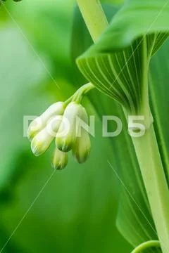 Closeup of Solomons seal flowers (Polygonatum spec.) Stock Photos