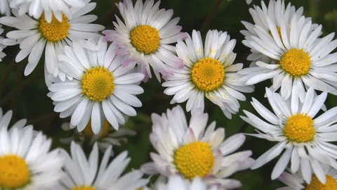 Closeup of some fresh and open daisies in an outdoor field Video stock 108907623