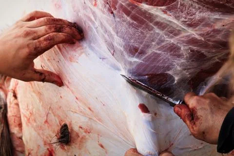 Closeup of some hands while skinning a moose Stock Photos