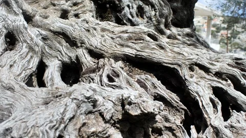 Closeup of some roots of an old olive tree in libano Video stock 262254205