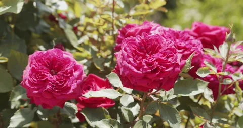 Closeup of some roses on a green background of vegetation Stock Footage 133905737