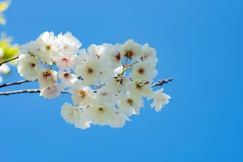 A closeup of some white double cherry blossoms against the blue sky. Stock Photos