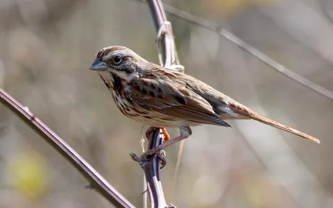 Closeup of Song Sparrow bird Fotos de archivo