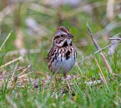 Closeup of a song sparrow in lush green grass. Melospiza melodia. Stock Photos