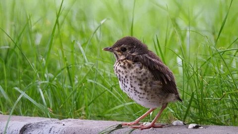 Closeup of Song thrush chick perching on green grass at evening. Juvenile Son Stock Footage 111894111