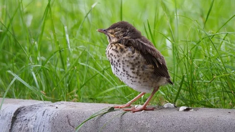 Closeup of Song thrush chick perching on green grass at evening. Juvenile Son Stock Footage 111894127