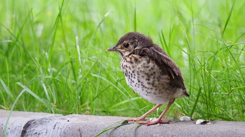 Closeup of Song thrush chick perching on green grass at evening. Juvenile Son Stock Footage 111894137