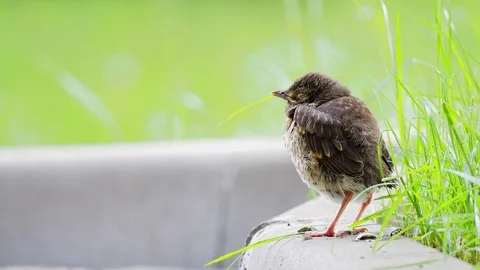 Closeup of Song thrush chick perching on green grass at evening. Juvenile Son Stock Footage 111894148
