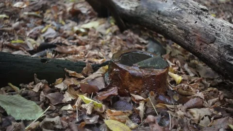 Closeup source of river in a forest Stock Footage 142230085
