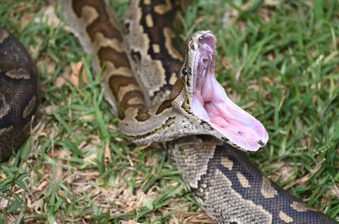 Closeup of a Southern African Rock Python yawning, opening her mouth Foto stock