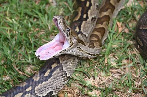 Closeup of a Southern African Rock Python yawning, opening her mouth 스톡 사진