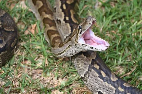 Closeup of a Southern African Rock Python yawning, opening her mouth 스톡 사진