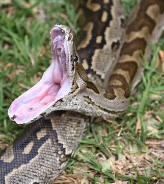 Closeup of a Southern African Rock Python yawning, opening her mouth Foto stock