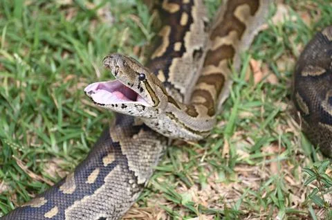 Closeup of a Southern African Rock Python yawning, opening her mouth Stock Photos