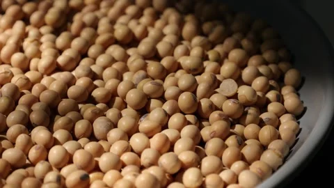 Closeup of a soy bean seed in a plate Stock Footage 302537293