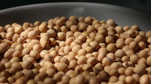 Closeup of a soy bean seed in a plate Video stock 302537295