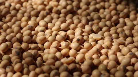 Closeup of a soy bean seed in a plate Video stock 302537297