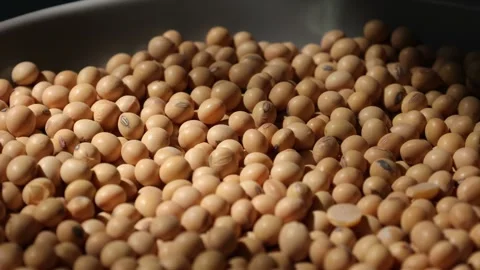 Closeup of a soy bean seed in a plate Video stock 302537300