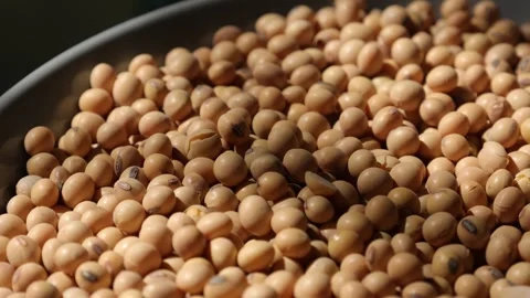 Closeup of a soy bean seed in a plate Video stock 302537301