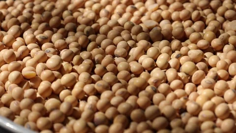 Closeup of a soy bean seed in a plate Video stock 302537386