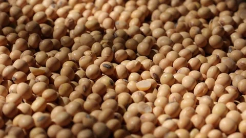 Closeup of a soy bean seed in a plate Video stock 302537415