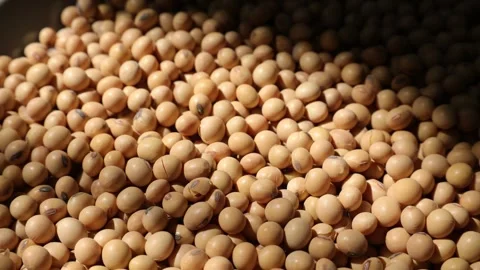 Closeup of a soy bean seed in a plate Video stock 302537424