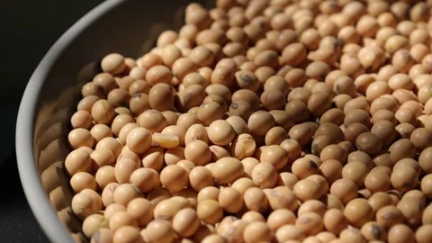 Closeup of a soy bean seed in a plate Video stock 302537446