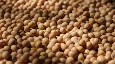 Closeup of a soy bean seed in a plate Video stock 302537471
