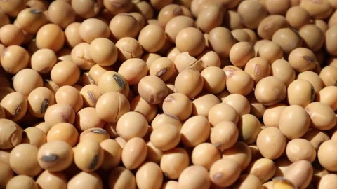 Closeup of a soy bean seed in a plate Video stock 302537529
