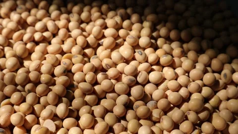 Closeup of a soy bean seed in a plate Video stock 302537547