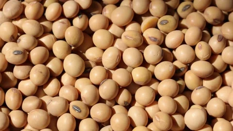 Closeup of a soy bean seed in a plate Video stock 302537551