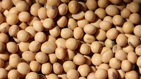 Closeup of a soy bean seed in a plate Video stock 302537553