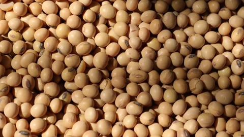Closeup of a soy bean seed in a plate Video stock 302537567