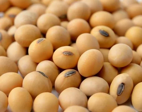 Closeup of soy beans Stock Photos