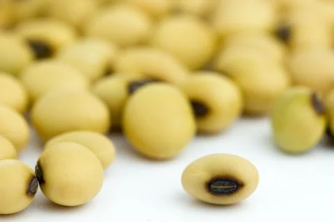 Closeup Soy beans. Stock Photos
