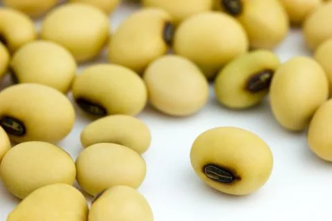Closeup Soy beans. Stock Photos