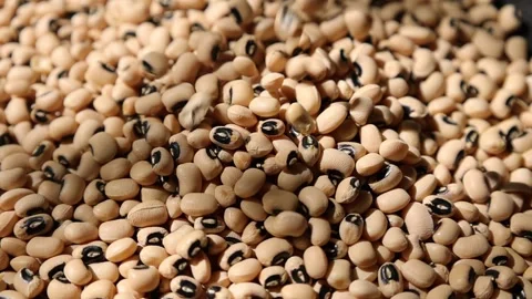 Closeup of soy, soybeans seed, soy bean Video stock 291383208