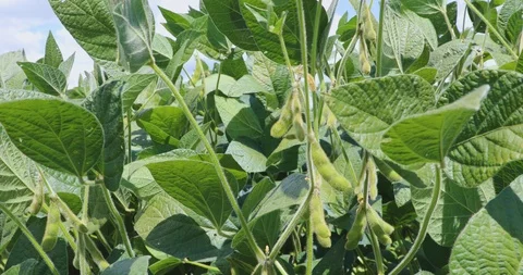 Closeup of soybean plantation Video stock 95638241