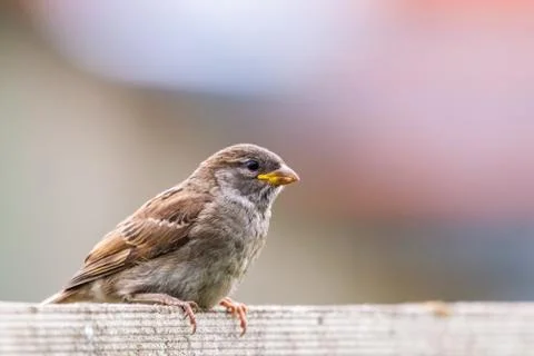 Closeup of sparrow on grey background Stock Photos