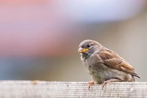 Closeup of sparrow on grey background Foto stock