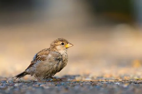 Closeup of sparrow on grey background Stock Photos