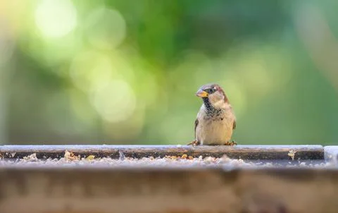 Closeup of a sparrow perched on a wooden bird feeder on a blurry background Stock Photos