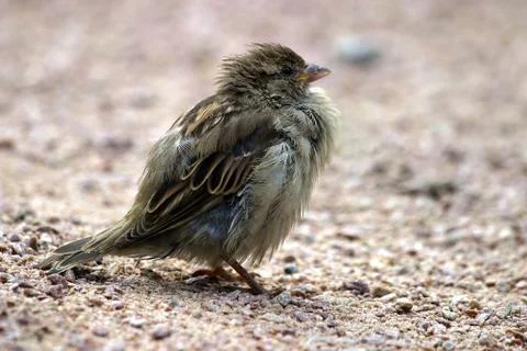 Closeup of a sparrow Stock Photos